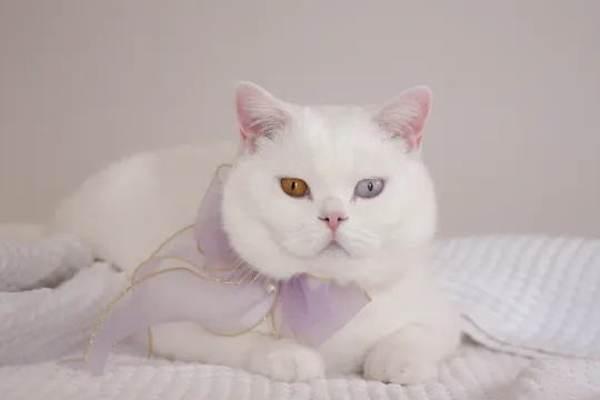 KRO-NCRV Brandpunt + Beestachtige liefde