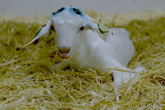 Keuringsdienst van Waarde - Geit (9)