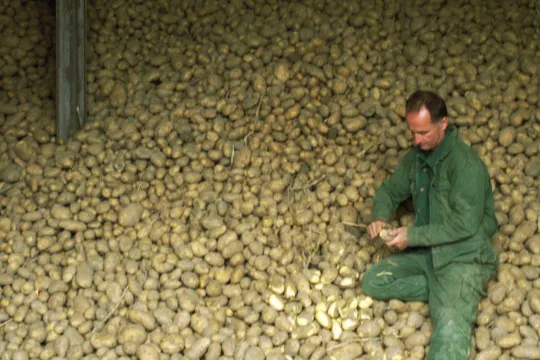 georgica-peter-culenaere-inspecting-potatoes-1.jpg