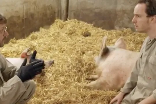 Keuringsdienst van waarde: Varken