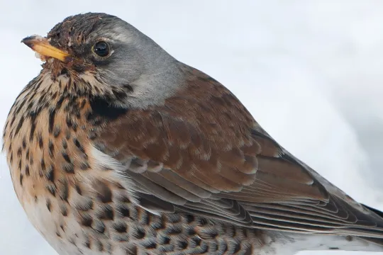 Kramsvogel