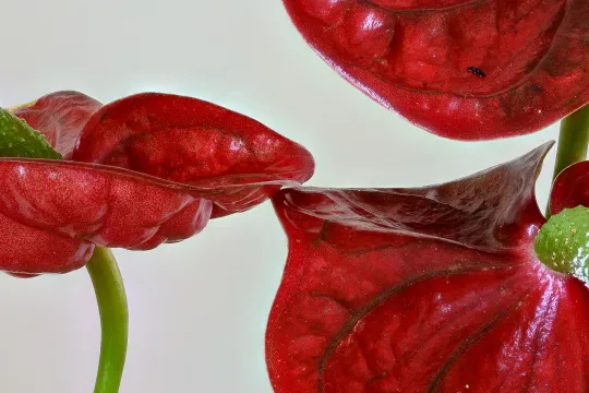 anthurium