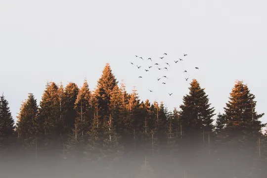 Widening Circles