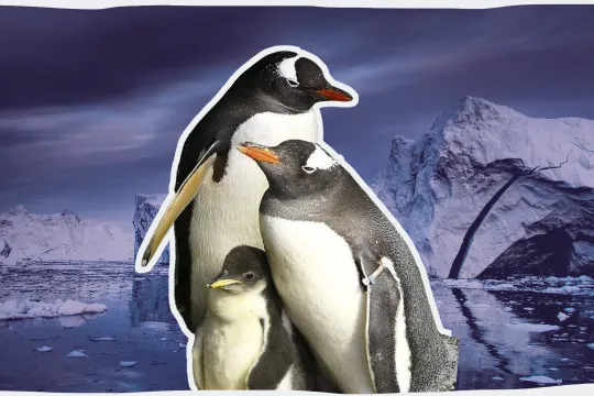 Het eerste homopinguïnpaar ter wereld viert driejarig jubileum