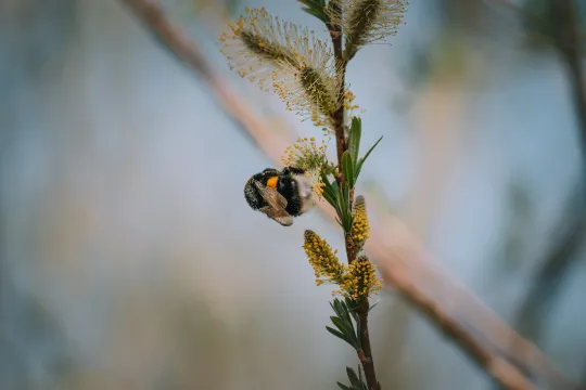 Hommel