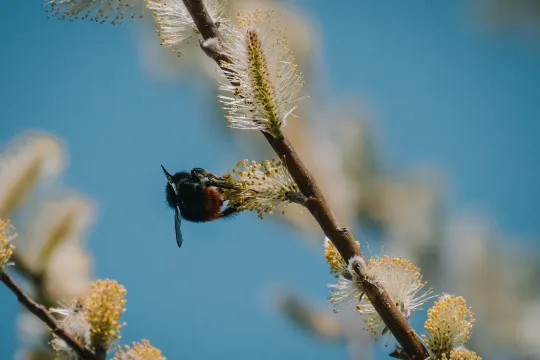 Hommel