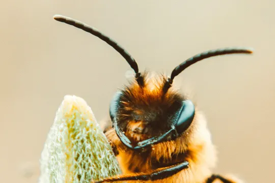een bij op een bloem