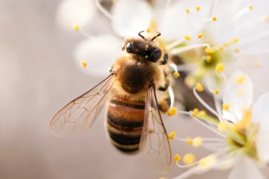 close up van een bij op een bloementak