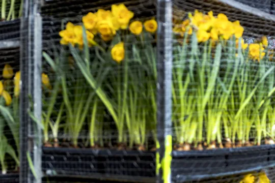 Bisschop van Rotterdam Hans van den Hende zegent bloemen in de Keukenhof, voordat deze vertrekken naar het Vaticaan. Paus Franciscus zal tijdens het uitspreken van de traditionele zegen Urbi et Orbi vanaf het balkon van de Sint-Pietersbasiliek omringd worden door de Nederlandse bloemen. ANP RAMON VAN FLYMEN