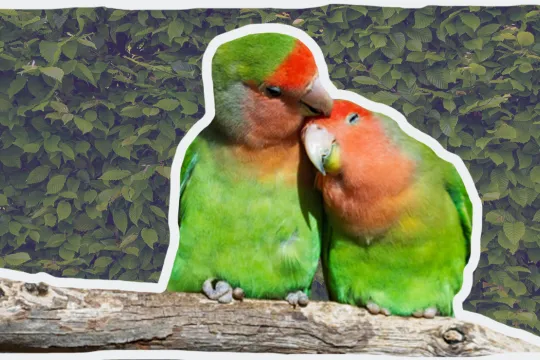Twee knuffelende lovebirds © Pixabay