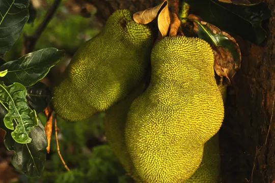 De jackfruit