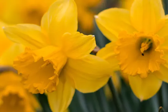 narcis Petrus in het land
