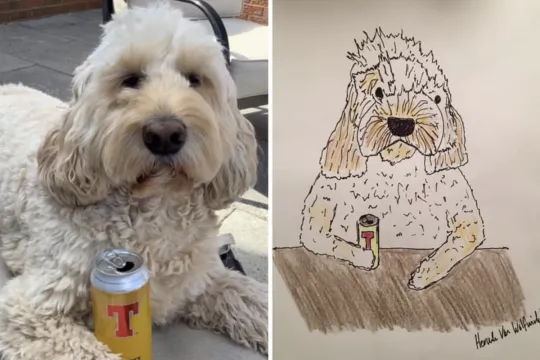 Pet Portraits By Hercule