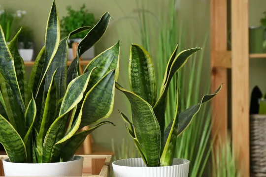Slangenplant