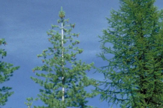 sparrenwoud
