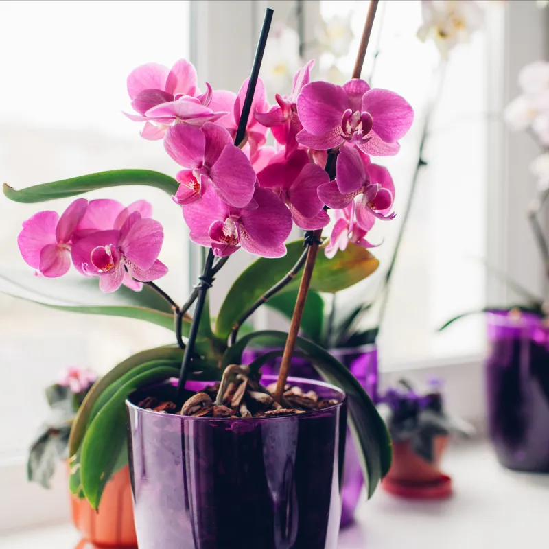 Phalaenopsis