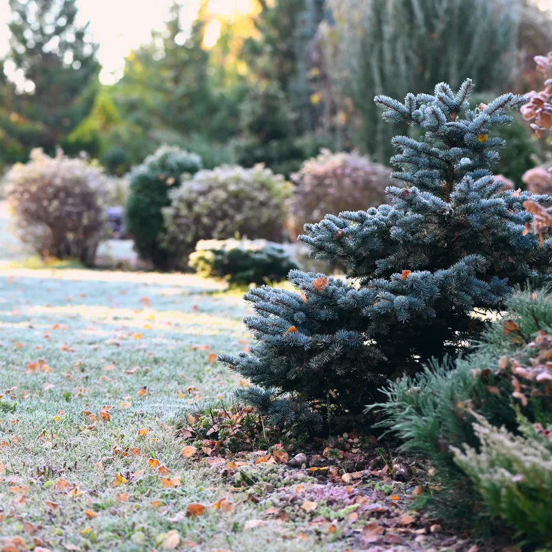 Het vriest: zo maak je je tuin winterklaar