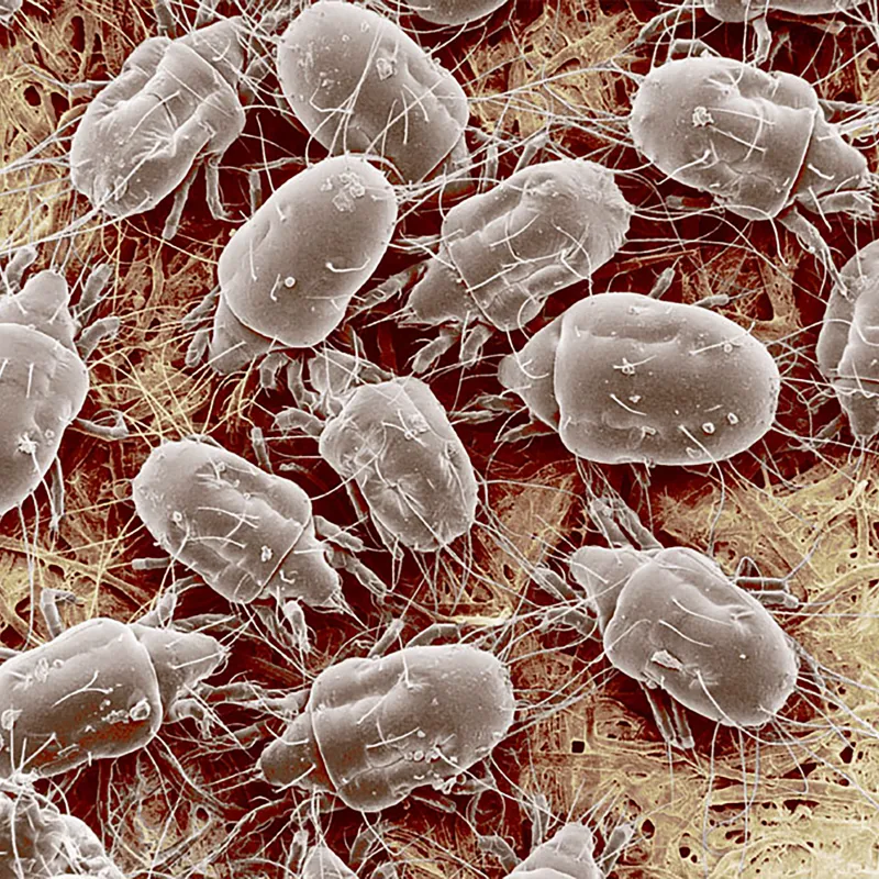 Kaasmijten - Keuringsdienst van waarde