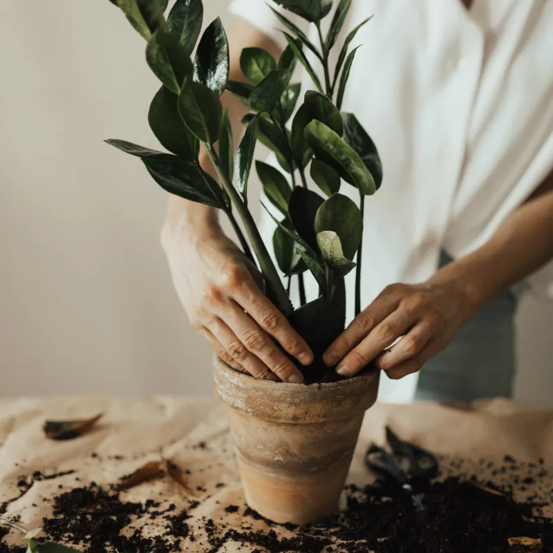 Twee handen in een plantenpot