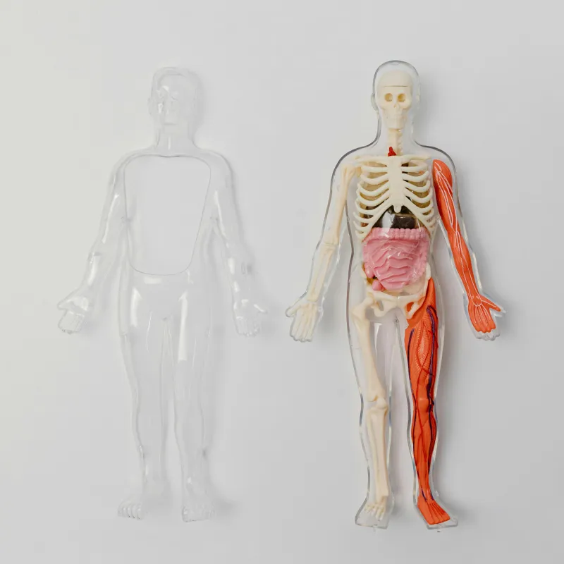Anatomie
