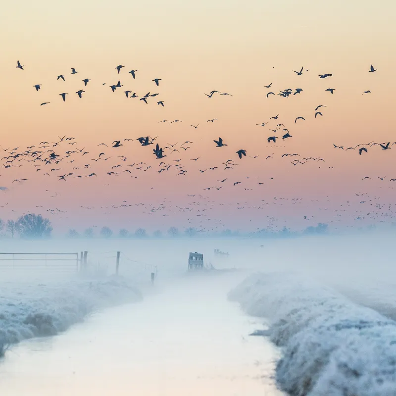 Trekvogels 