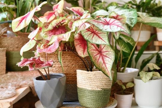 Caladium