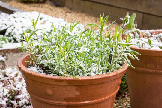 Binnenstebuiten - Verplaats je planten naar binnen Binnenstebuiten - Verplaats je planten naar binnen