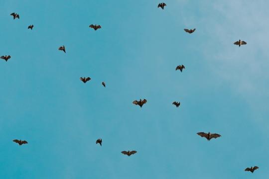 BinnensteBuiten - Vliegensvlugge vleermuizen BinnensteBuiten - Vliegensvlugge vleermuizen