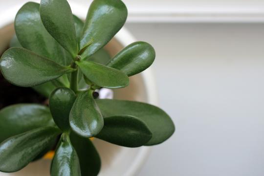 Jadeplant Jadeplant