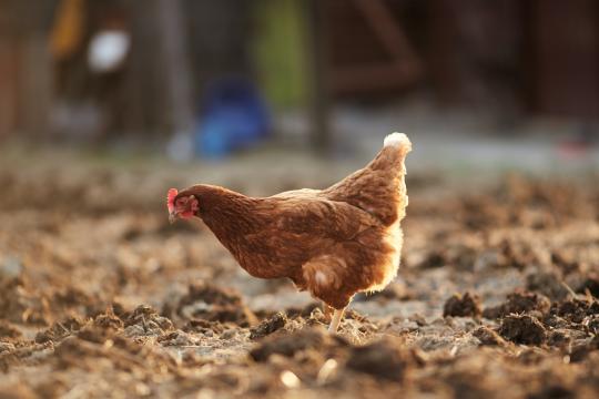 Kip die scharrelt door aarde Kip die scharrelt door aarde