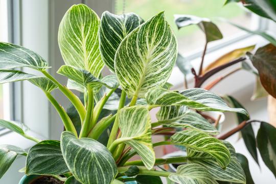 Philondendron Philondendron