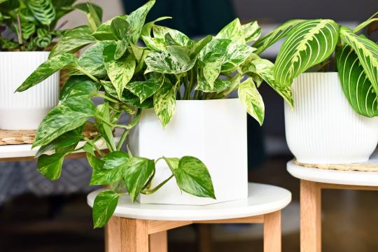 Pothos Pothos