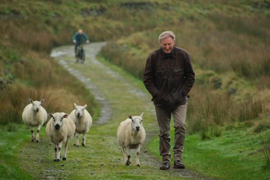 Man loopt in de natuur tussen de schapen
