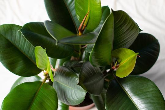Rubberplant Rubberplant