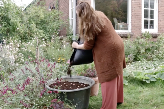 Lasagne bloembollen - Stap 5: Verzorging en Genieten Lasagne bloembollen - Stap 5: Verzorging en Genieten