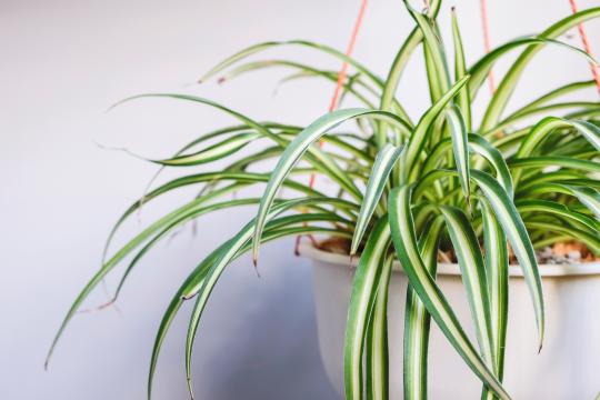 Spinnenplant Spinnenplant