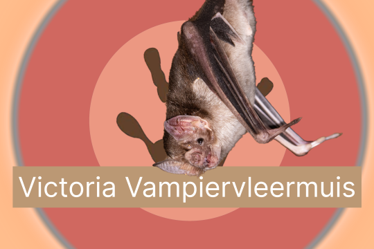 Victoria Vleermuis