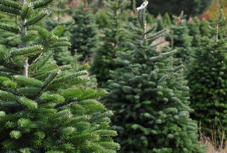 Kerstbomen - Keuringsdienst van waarde