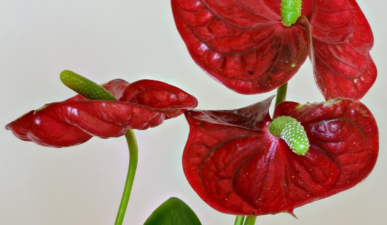 anthurium