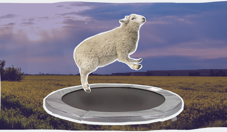  Een schaap springend op de trampoline? Dat ziet er zo uit