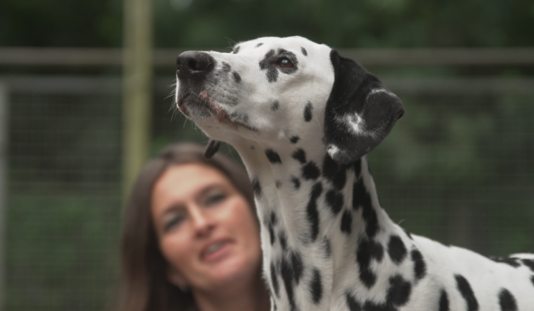 Dierenasiel
