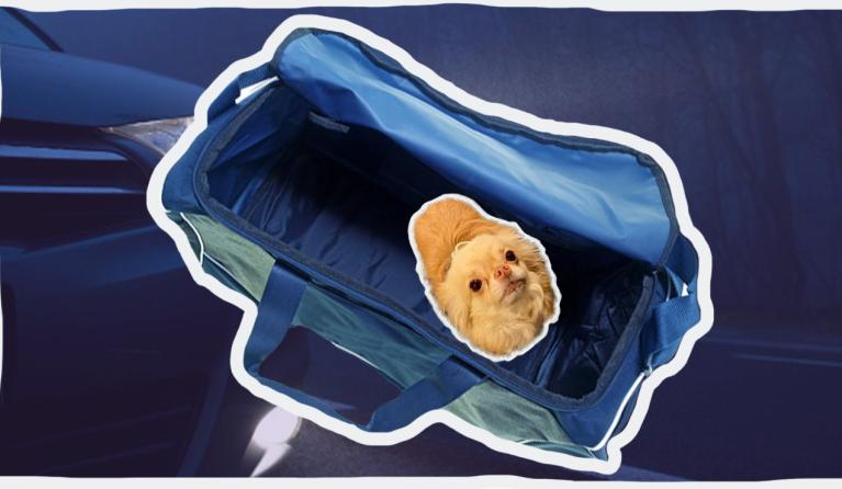 Auto wordt gestolen met hond erin © Pixabay 