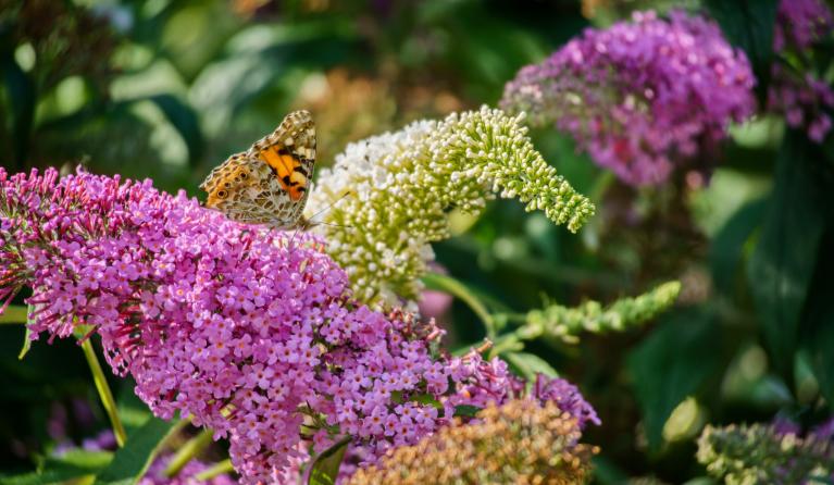 Vlinder op vlinderstruik