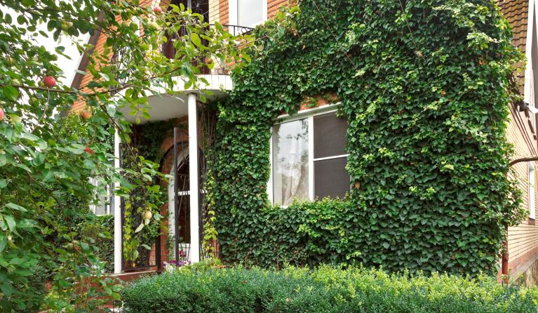 Klimop om energie besparen