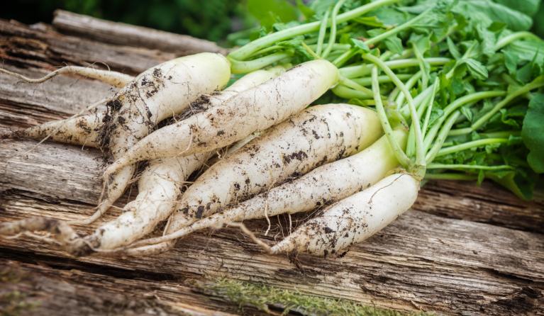 rettich rauw eten groente