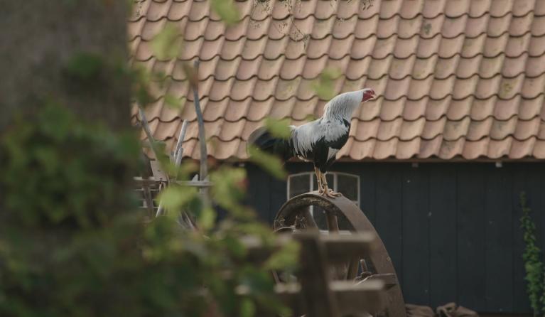 Haan op wiel