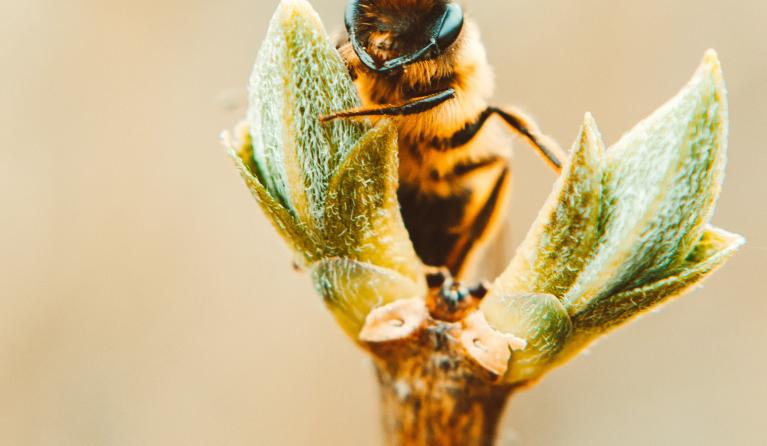 een bij op een bloem