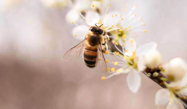 close up van een bij op een bloementak