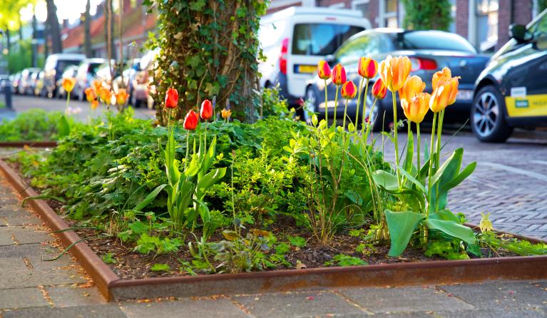 Een boomspiegel met oranje tulpen