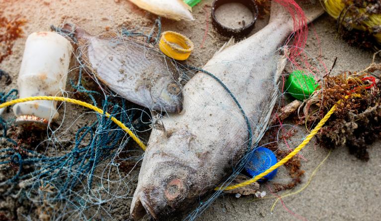 Keuringsdienst van waarde - Vispluis plastic